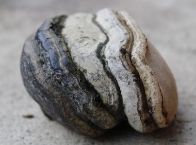 Pr&aacute;chnovec kopytovit&yacute;