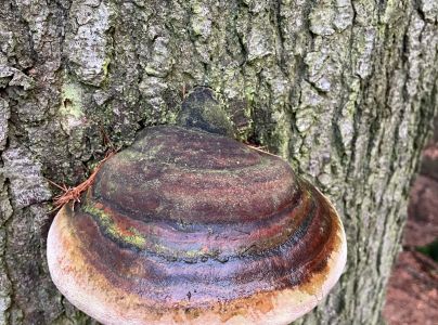 Pr&aacute;chnovček p&aacute;sikav&yacute; 