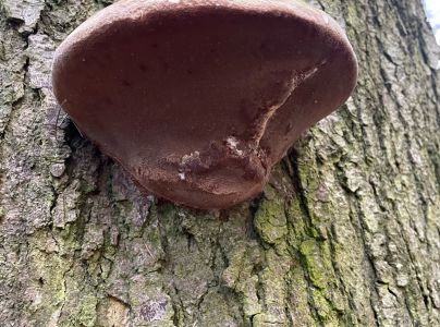 Pr&aacute;chnovček p&aacute;sikav&yacute; 