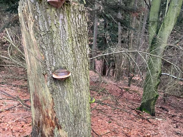 Pr&aacute;chnovček p&aacute;sikav&yacute; 