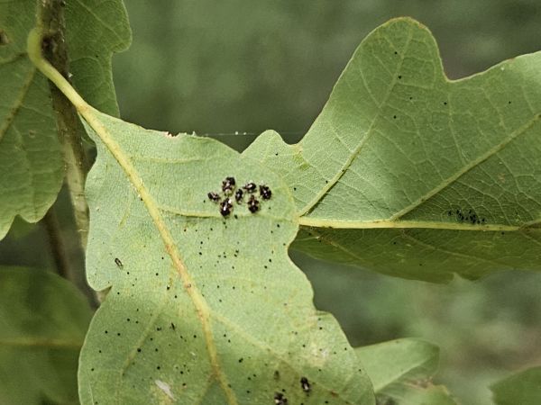 Sietnička dubov&aacute;