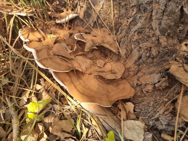 Lesklok&ocirc;rovka ploch&aacute;