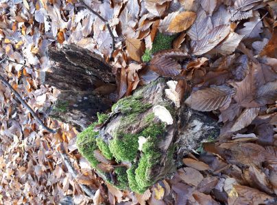 Tr&uacute;dnikovec chlpat&yacute;