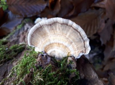 Tr&uacute;dnikovec chlpat&yacute;