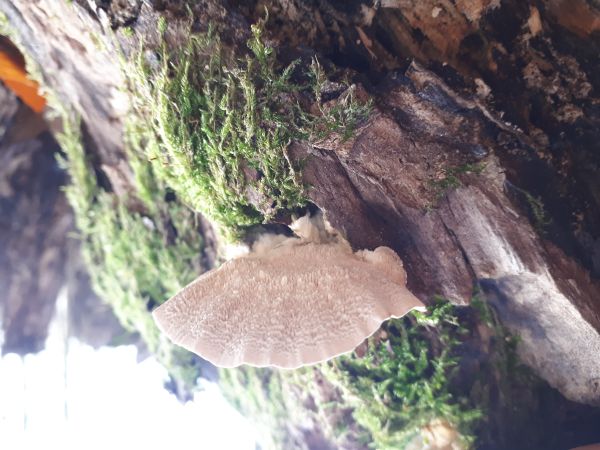 Tr&uacute;dnikovec chlpat&yacute;