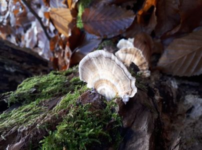 Tr&uacute;dnikovec chlpat&yacute;