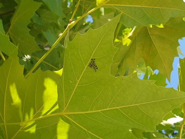 Sietnička platanov&aacute;