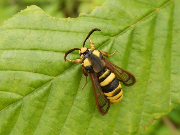 Podobn&iacute;k sr&scaron;ňovit&yacute;