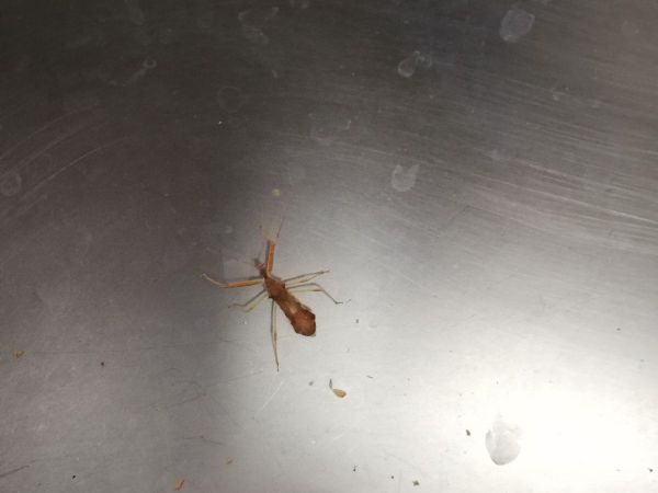 A - nejednoznačne určen&yacute;, nie sme si ist&iacute;