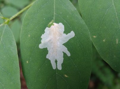 Psotka ag&aacute;tov&aacute; 