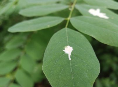 Psotka ag&aacute;tov&aacute; 