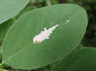 Psotka ag&aacute;tov&aacute; 