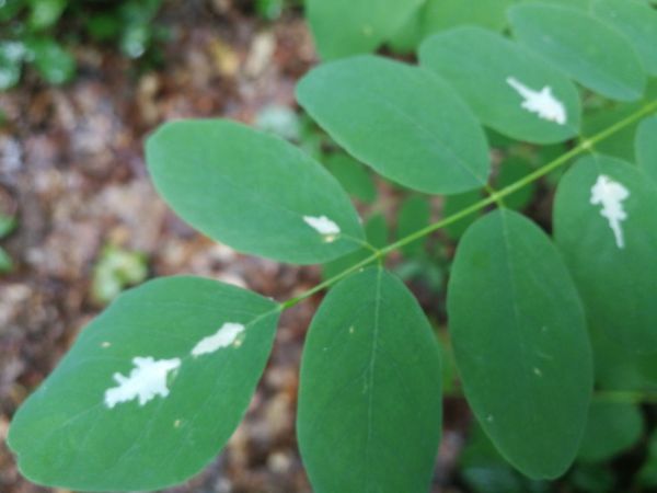 Psotka ag&aacute;tov&aacute; 