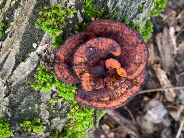 A - nejednoznačne určen&yacute;, nie sme si ist&iacute;