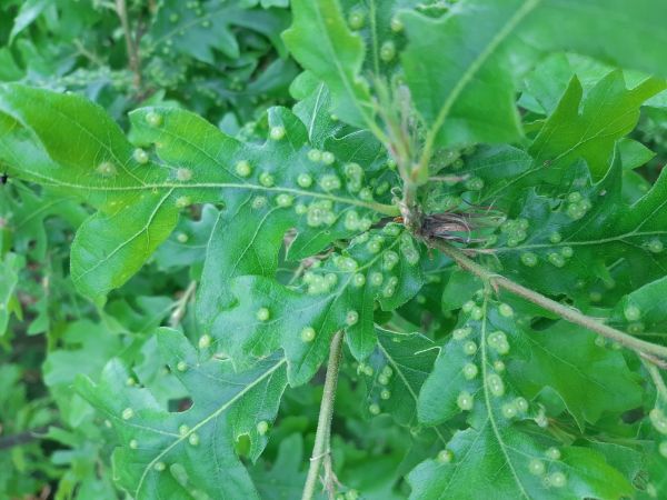 Hrčiarka Dryomyia circinans