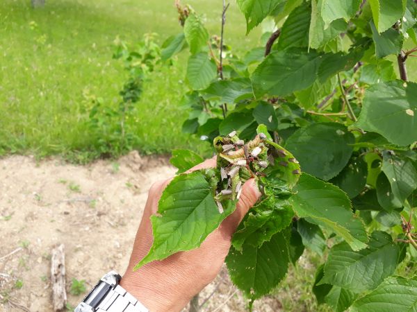 Vo&scaron;ka čere&scaron;ňov&aacute;