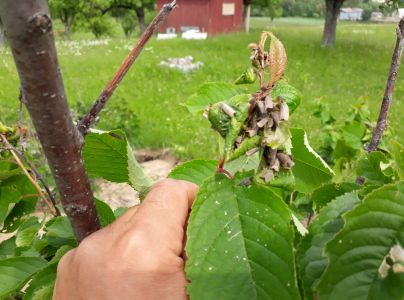 Vo&scaron;ka čere&scaron;ňov&aacute;