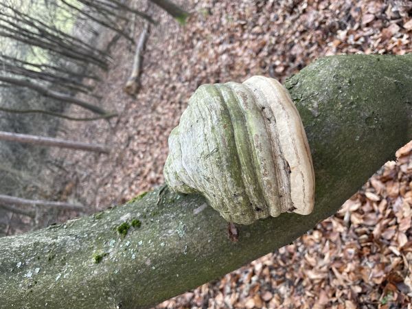 Pr&aacute;chnovec kopytovit&yacute;