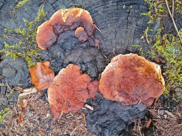 Tr&aacute;movka an&iacute;zov&aacute;