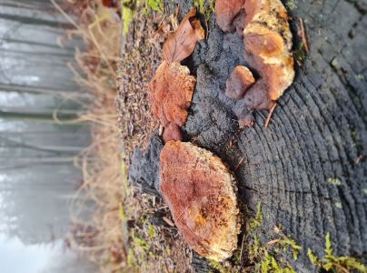 Tr&aacute;movka an&iacute;zov&aacute;