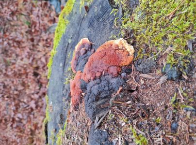 Tr&aacute;movka an&iacute;zov&aacute;