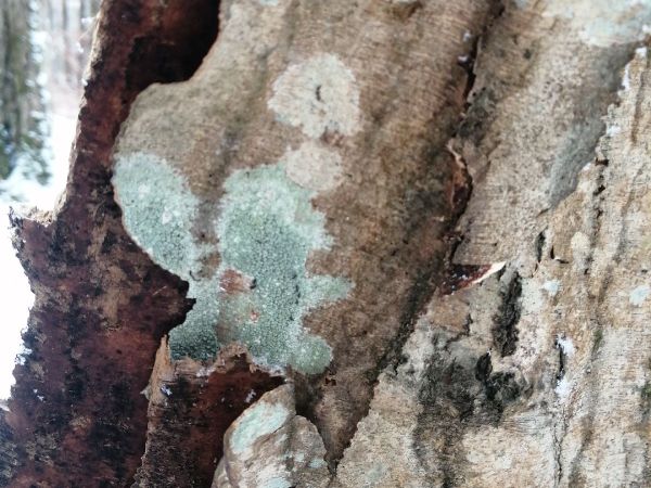 A - nejednoznačne určen&yacute;, nie sme si ist&iacute;