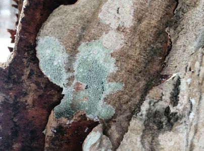 A - nejednoznačne určen&yacute;, nie sme si ist&iacute;