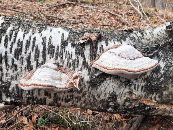 Pr&aacute;chnovec kopytovit&yacute;