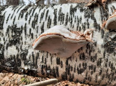 Pr&aacute;chnovec kopytovit&yacute;