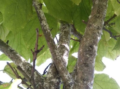 &Scaron;t&iacute;tnička Pseudaulacaspis pentagona