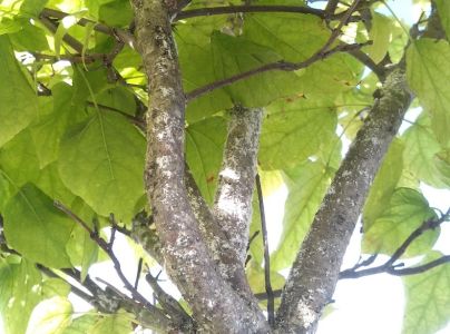 &Scaron;t&iacute;tnička Pseudaulacaspis pentagona