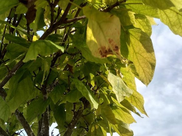 &Scaron;t&iacute;tnička Pseudaulacaspis pentagona