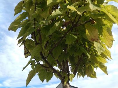 &Scaron;t&iacute;tnička Pseudaulacaspis pentagona