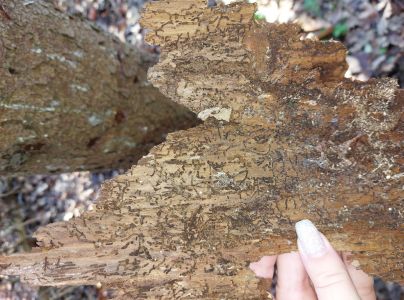 Lykokaz matn&yacute;