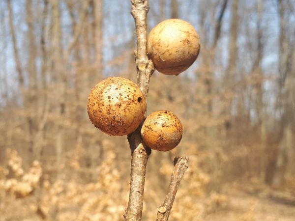 Hrčiarka dubienkov&aacute; 