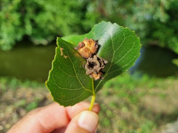 Dutin&aacute;rka Pemphigus populi