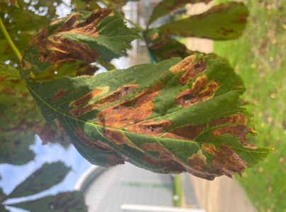 Plosk&aacute;čik paga&scaron;tanov&yacute;