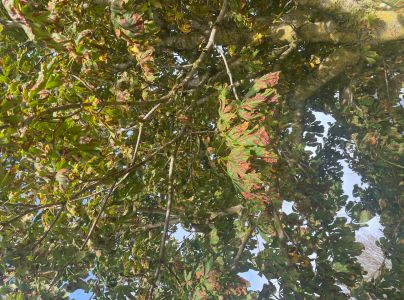 Plosk&aacute;čik paga&scaron;tanov&yacute;