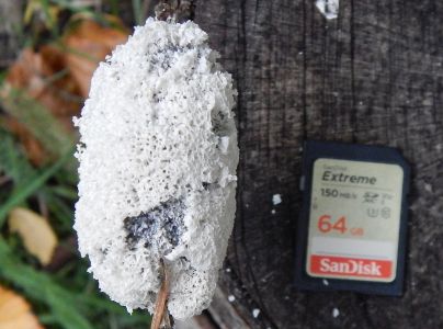 A - nejednoznačne určen&yacute;, nie sme si ist&iacute;