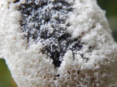 A - nejednoznačne určen&yacute;, nie sme si ist&iacute;