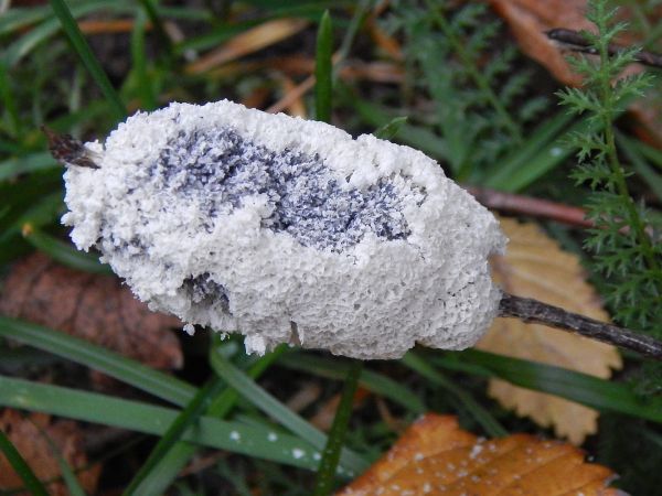 A - nejednoznačne určen&yacute;, nie sme si ist&iacute;