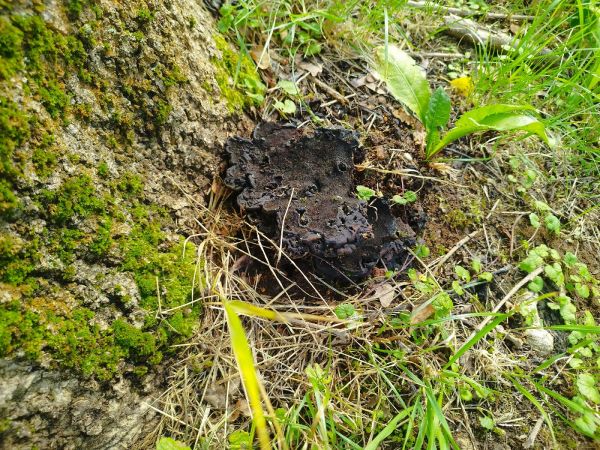 Uchovka p&aacute;sikav&aacute;