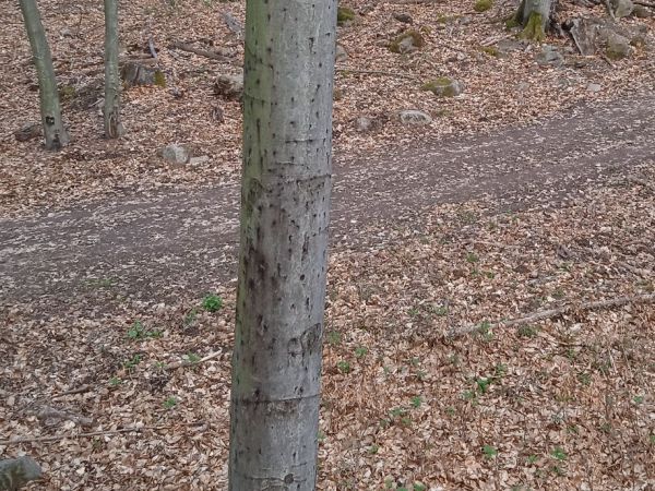 Lykožr&uacute;t bukov&yacute;