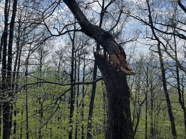 A - nie je v datab&aacute;ze