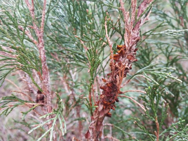 Hrdzavka hru&scaron;kov&aacute;