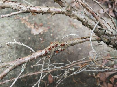 Hrdzavka hru&scaron;kov&aacute;