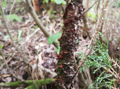 Hrdzavka hru&scaron;kov&aacute;