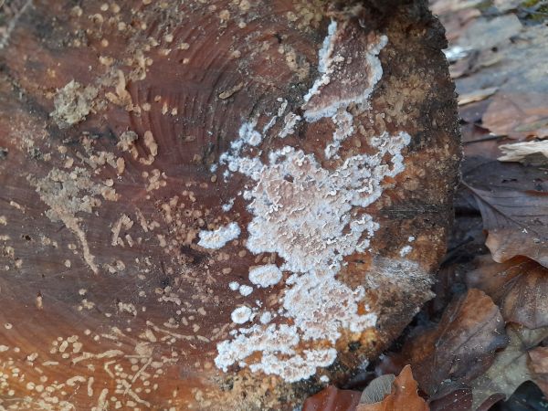 Pevn&iacute;k červenej&uacute;ci