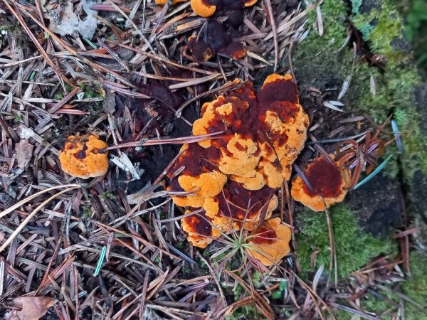 Tr&aacute;movka plotov&aacute;