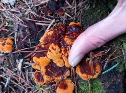 Tr&aacute;movka plotov&aacute;